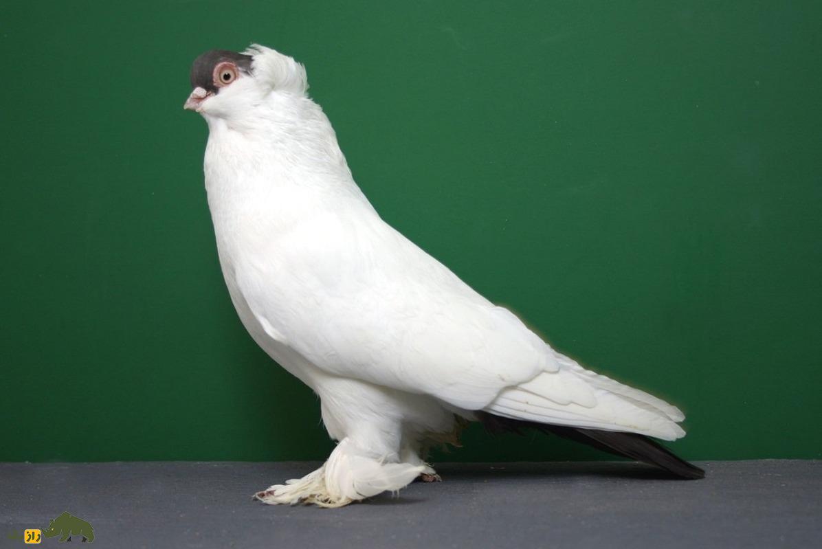 کبوتر هِلمِت؛ کبوتر کلاه‌دار ایرانی که اروپایی‌ها دیوانه آن هستند