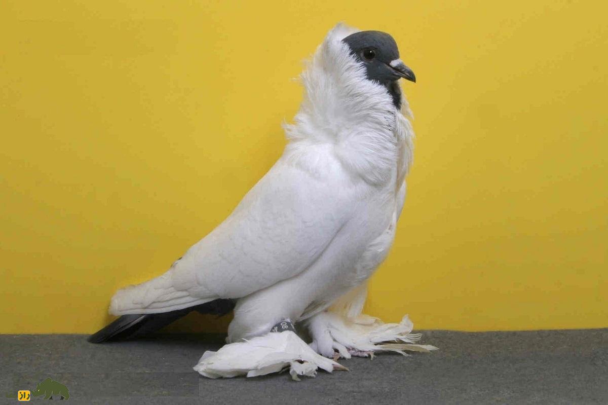 کبوتر هِلمِت؛ کبوتر آلمانی که ریشه ایرانی دارد و کلاه ایمنی خوشرنگ می‌پوشد