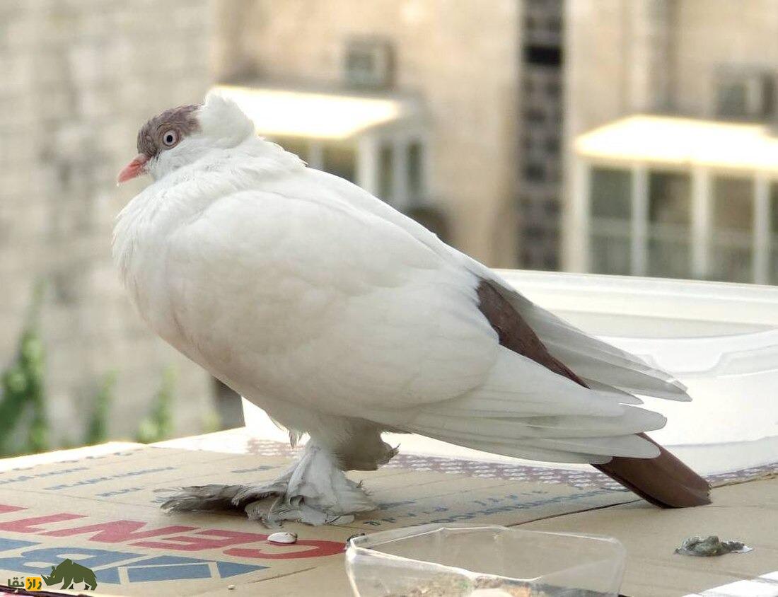 کبوتر هِلمِت؛ کبوتر آلمانی که ریشه ایرانی دارد و کلاه ایمنی خوشرنگ می‌پوشد