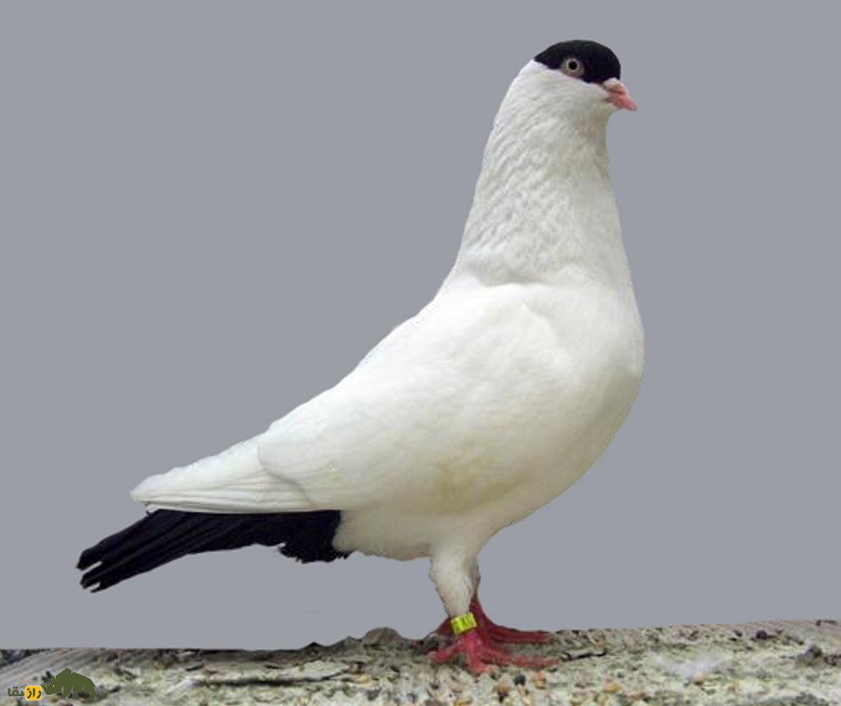 کبوتر هِلمِت؛ کبوتر آلمانی که ریشه ایرانی دارد و کلاه ایمنی خوشرنگ می‌پوشد