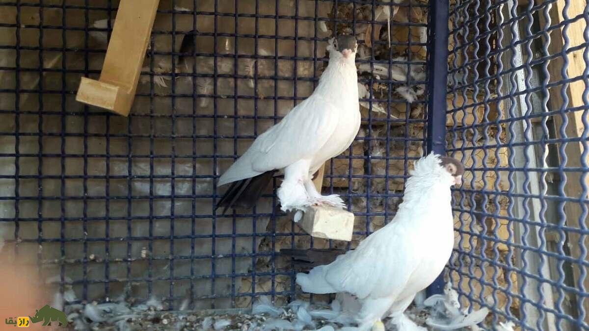 کبوتر هِلمِت؛ کبوتر آلمانی که ریشه ایرانی دارد و کلاه ایمنی خوشرنگ می‌پوشد