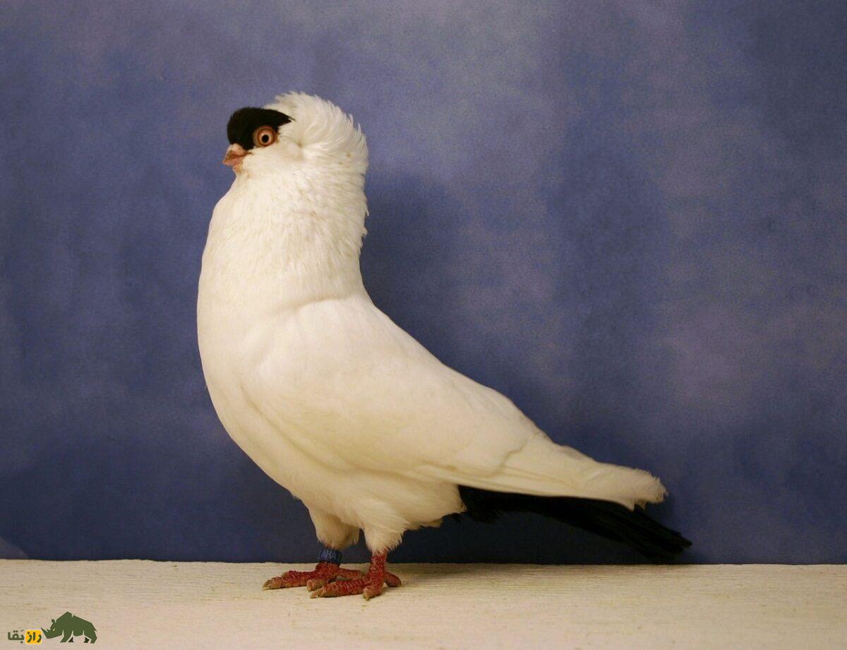 کبوتر هِلمِت؛ کبوتر آلمانی که ریشه ایرانی دارد و کلاه ایمنی خوشرنگ می‌پوشد