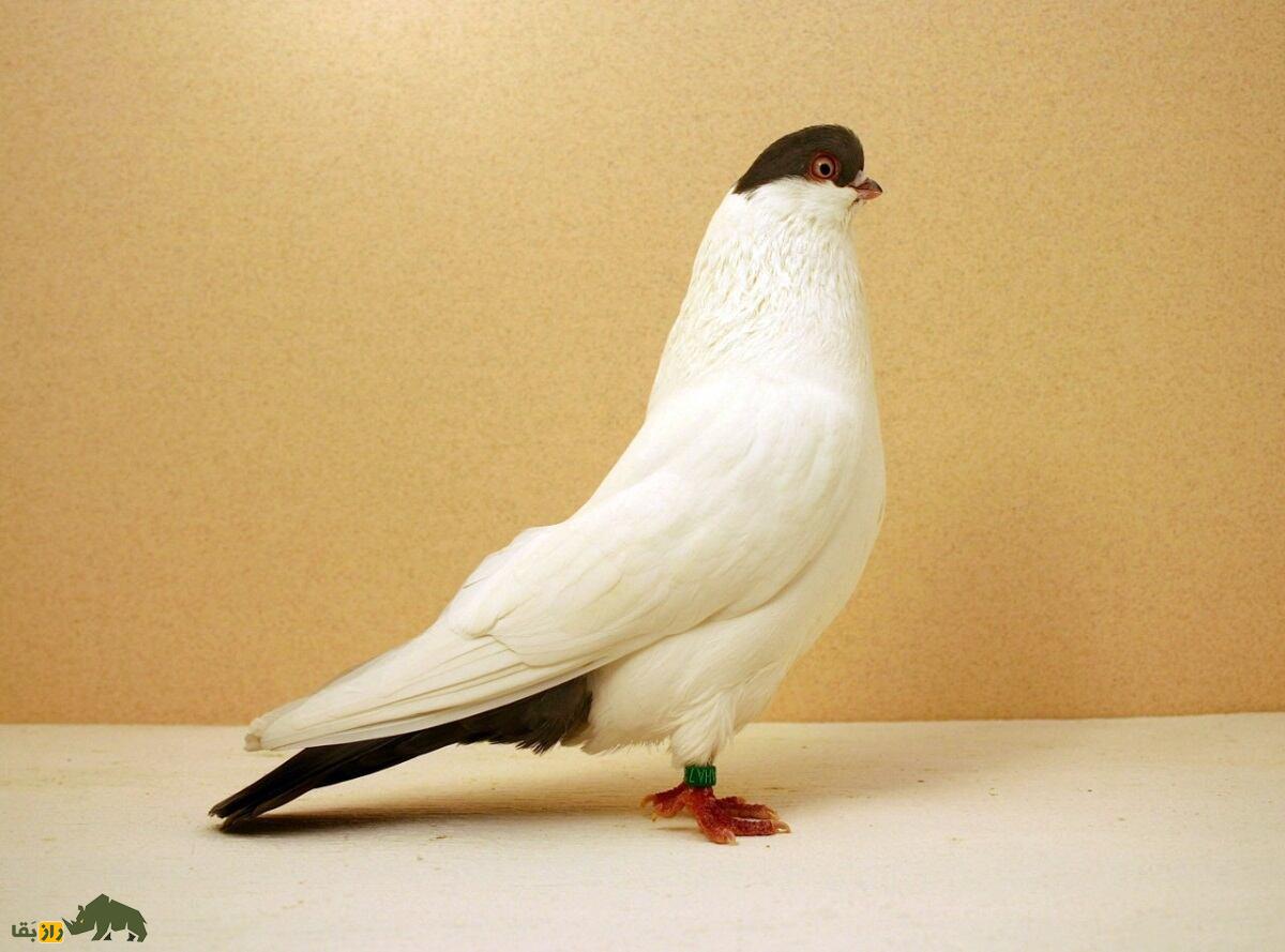 کبوتر هِلمِت؛ کبوتر آلمانی که ریشه ایرانی دارد و کلاه ایمنی خوشرنگ می‌پوشد