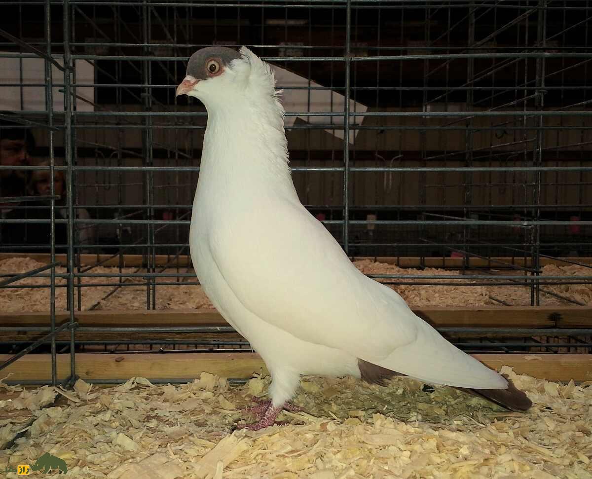 کبوتر هِلمِت؛ کبوتر آلمانی که ریشه ایرانی دارد و کلاه ایمنی خوشرنگ می‌پوشد