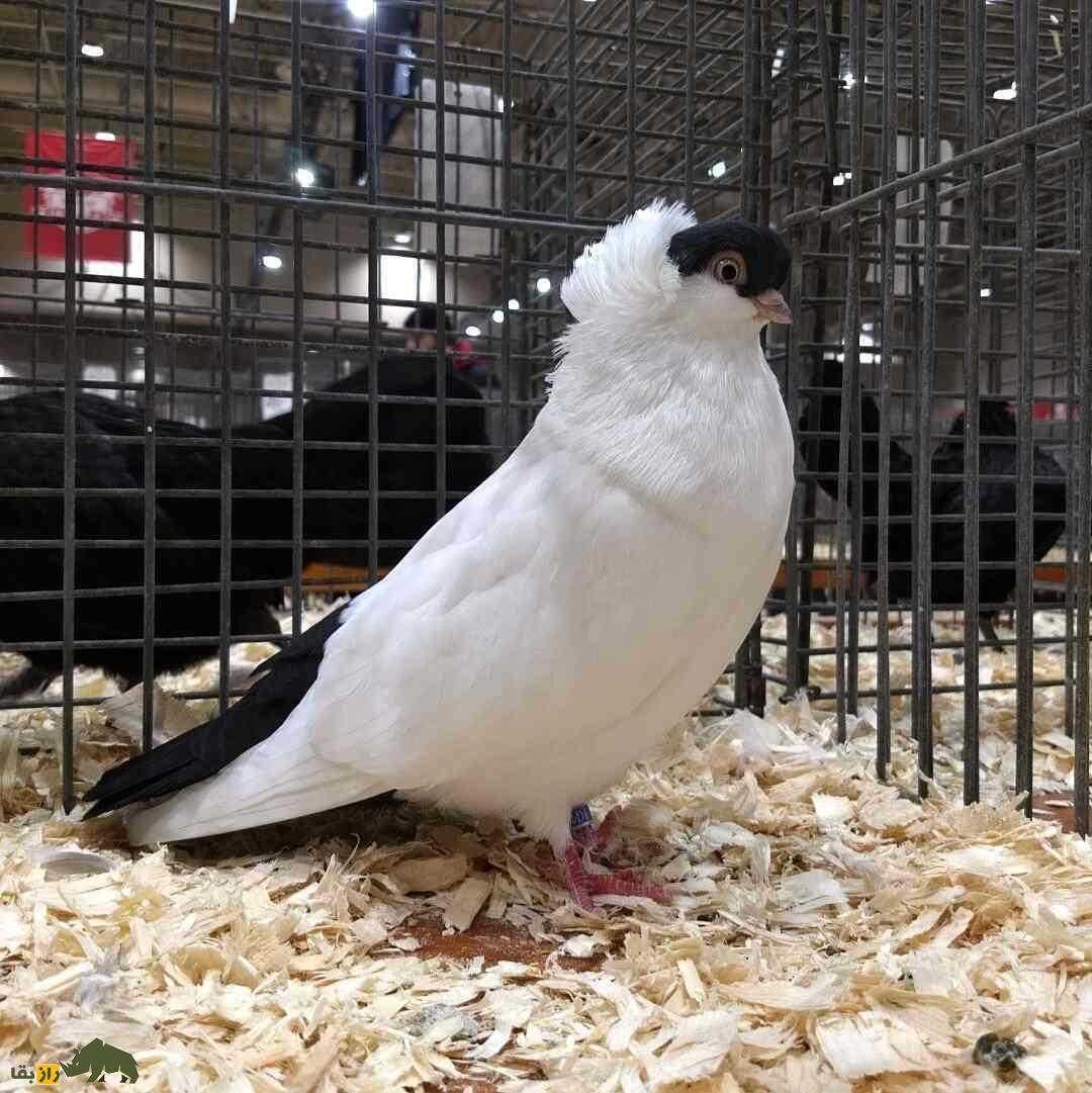 کبوتر هِلمِت؛ کبوتر آلمانی که ریشه ایرانی دارد و کلاه ایمنی خوشرنگ می‌پوشد