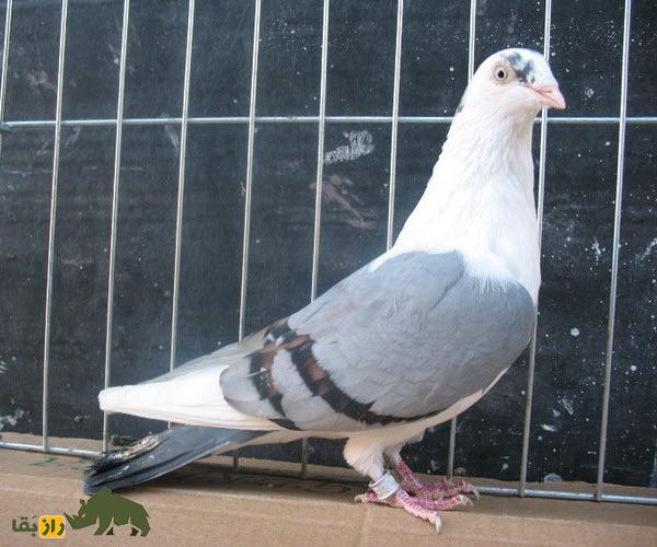 کبوتر معلق‌زن «گالاتی»؛ کبوتر رومانیایی که بهترین معلق‌زن دنیاست و کل اروپا را تسخیر کرده است
