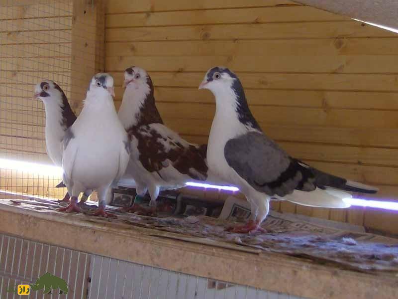 کبوتر معلق‌زن «گالاتی»؛ کبوتر رومانیایی که بهترین معلق‌زن دنیاست و کل اروپا را تسخیر کرده است