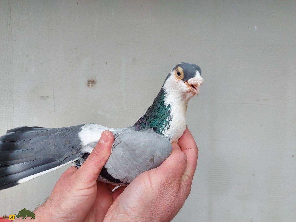 کبوتر معلق‌زن «گالاتی»؛ کبوتر رومانیایی که بهترین معلق‌زن دنیاست و کل اروپا را تسخیر کرده است