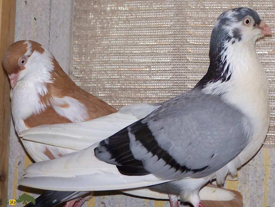 کبوتر معلق‌زن «گالاتی»؛ کبوتر رومانیایی که بهترین معلق‌زن دنیاست و کل اروپا را تسخیر کرده است