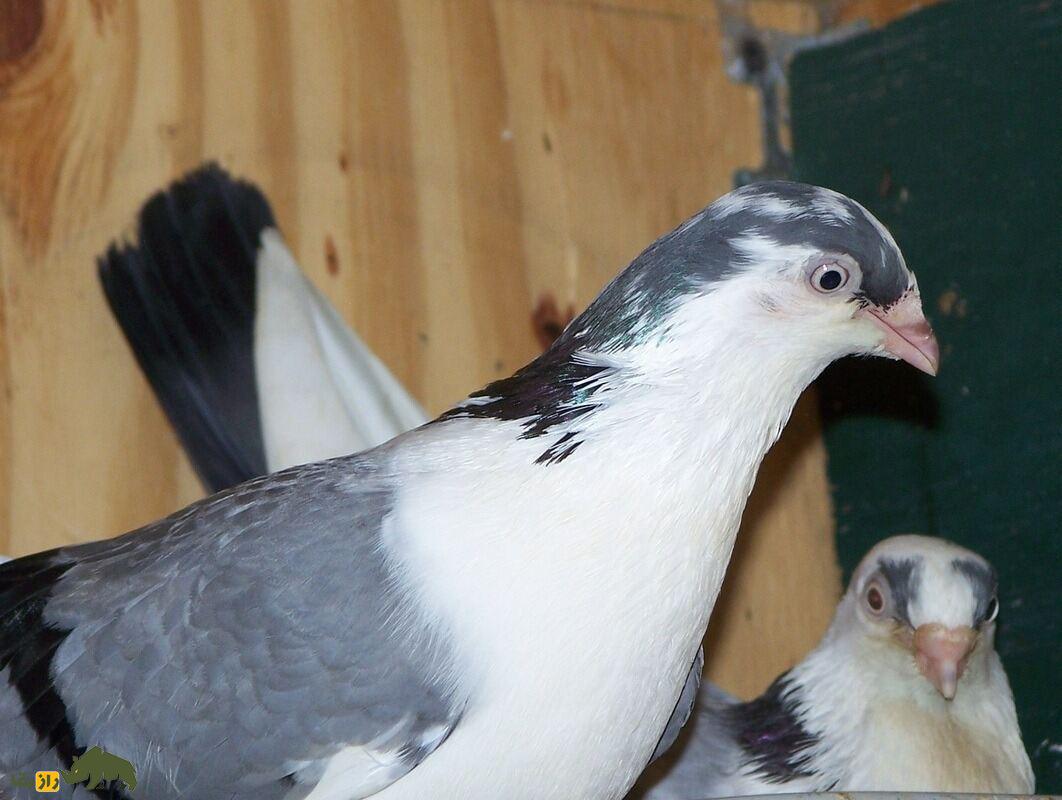 کبوتر معلق‌زن «گالاتی»؛ کبوتر رومانیایی که بهترین معلق‌زن دنیاست و کل اروپا را تسخیر کرده است