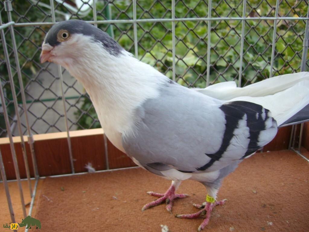 کبوتر معلق‌زن «گالاتی»؛ کبوتر رومانیایی که بهترین معلق‌زن دنیاست و کل اروپا را تسخیر کرده است