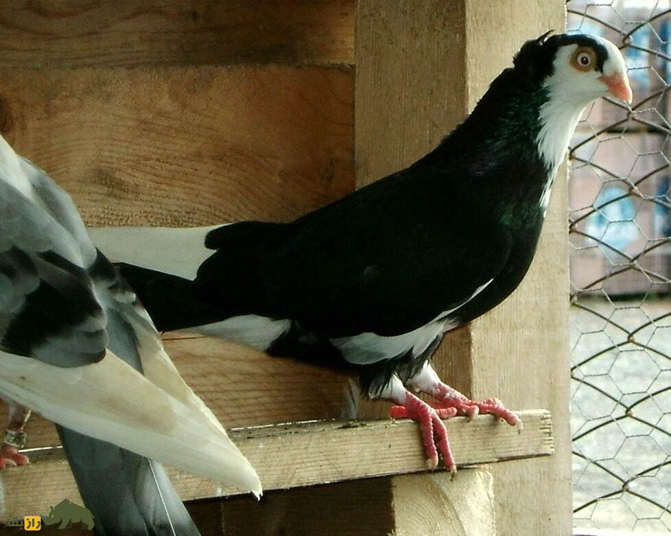 کبوتر معلق‌زن «گالاتی»؛ کبوتر رومانیایی که بهترین معلق‌زن دنیاست و کل اروپا را تسخیر کرده است