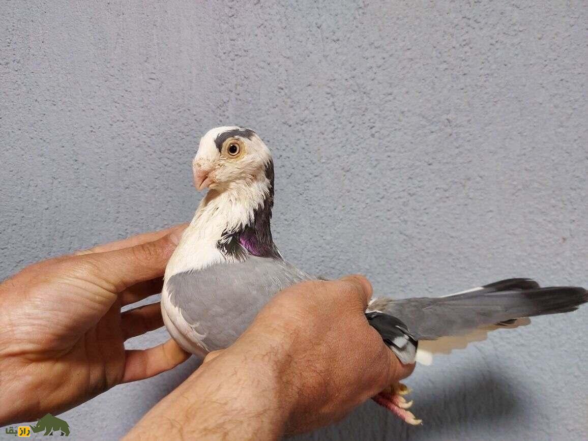 کبوتر معلق‌زن «گالاتی»؛ کبوتر رومانیایی که بهترین معلق‌زن دنیاست و کل اروپا را تسخیر کرده است