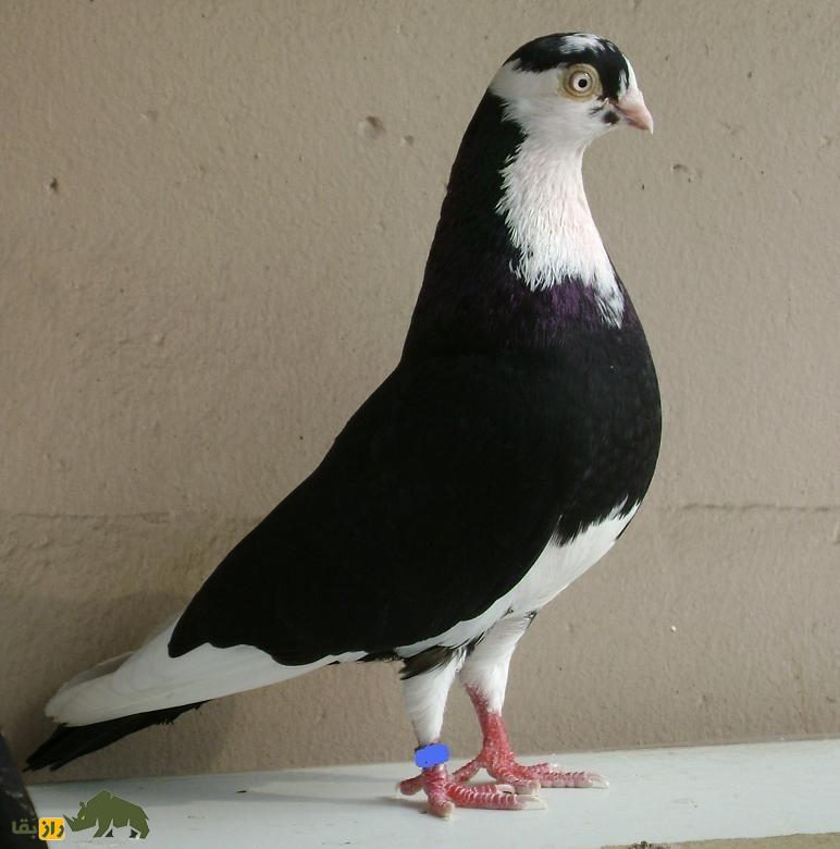 کبوتر معلق‌زن «گالاتی»؛ کبوتر رومانیایی که بهترین معلق‌زن دنیاست و کل اروپا را تسخیر کرده است