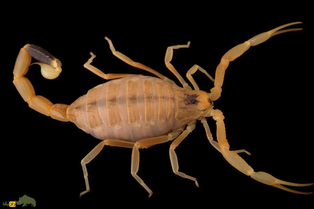 کمین شکارچیان «طلای مایع» در نزدیک مرز ایران؛ هر لیتر ۶۰۰ میلیارد تومان! کمین شکارچیان «طلای مایع» در نزدیک مرز ایران؛ هر لیتر ۶۰۰ میلیارد تومان!