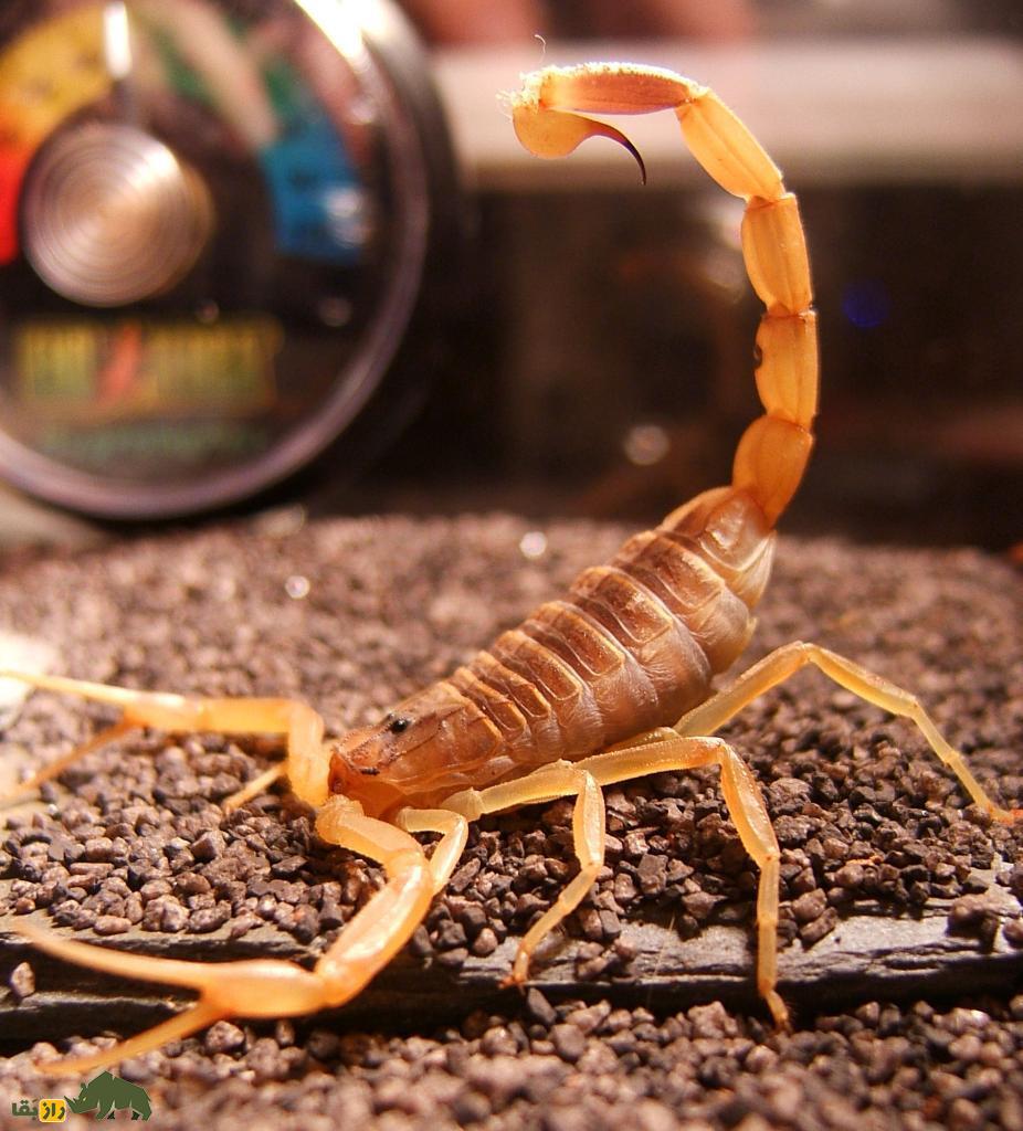 کمین شکارچیان «طلای مایع» در نزدیک مرز ایران؛ هر لیتر ۶۰۰ میلیارد تومان! عقرب با دم خمیده