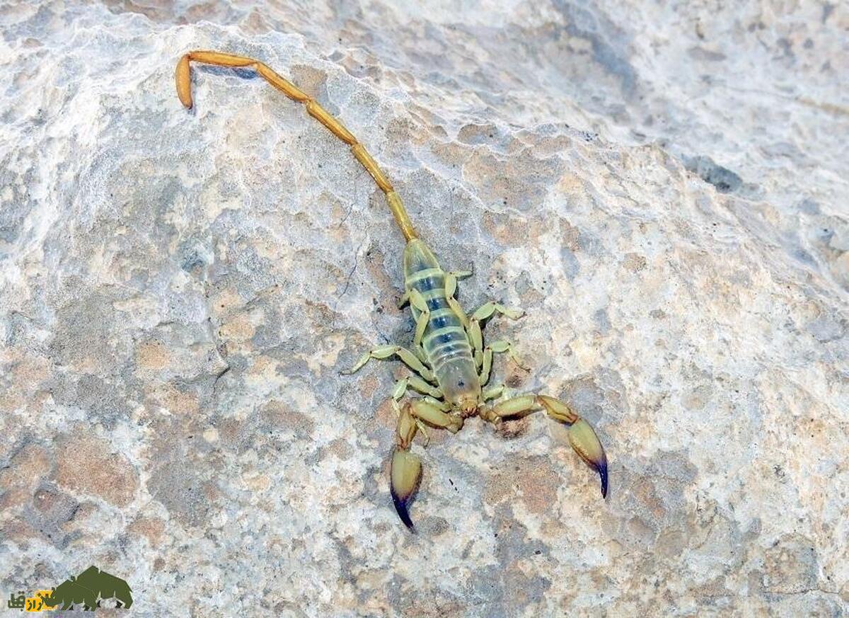 کمین شکارچیان «طلای مایع» در نزدیک مرز ایران؛ هر لیتر ۶۰۰ میلیارد تومان! عقرب سبز رنگ روی یک تخته سنگ