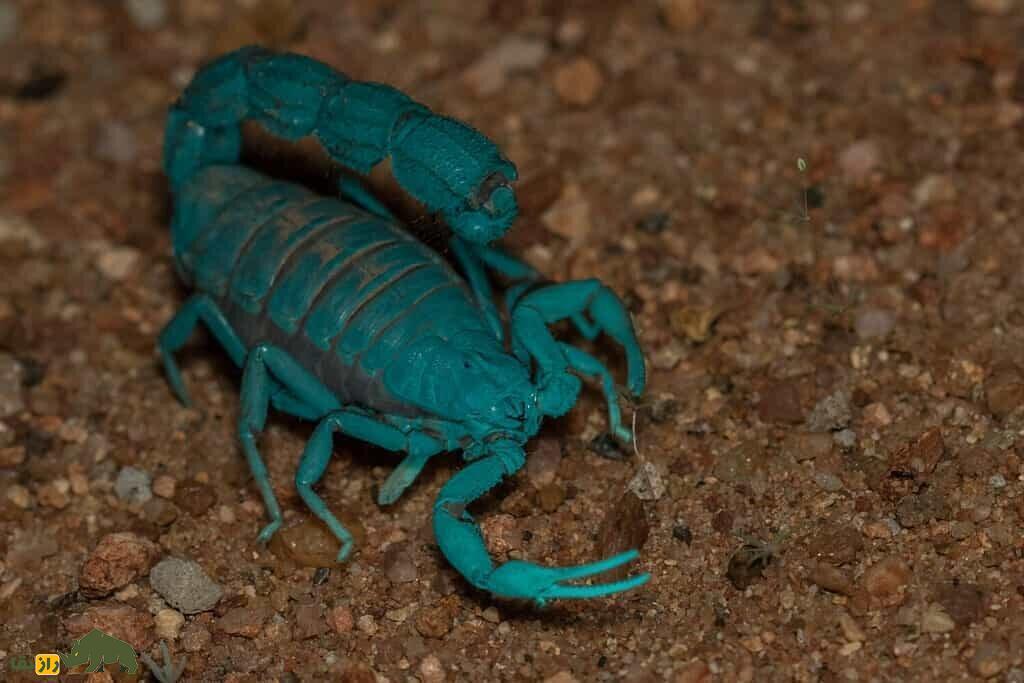 کمین شکارچیان «طلای مایع» در نزدیک مرز ایران؛ هر لیتر ۶۰۰ میلیارد تومان! عقرب بزرگ سبز رنگ در بیابان