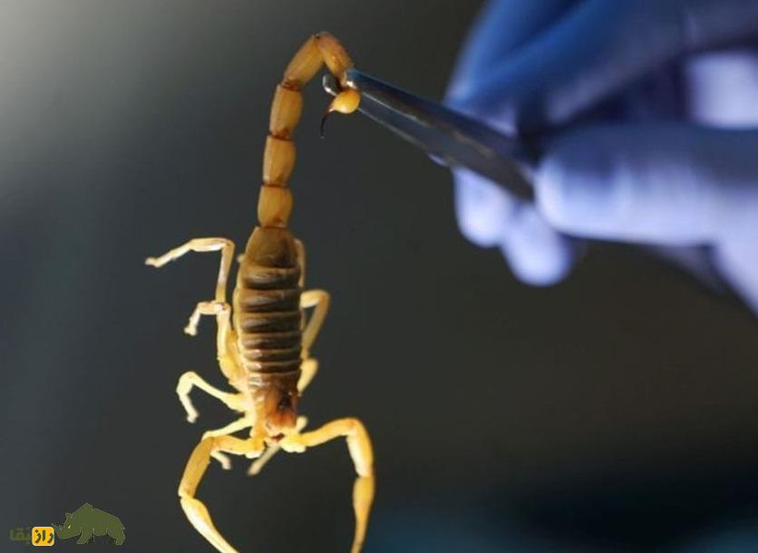 کمین شکارچیان «طلای مایع» در نزدیک مرز ایران؛ هر لیتر ۶۰۰ میلیارد تومان! عقرب در دستان یک پزشک پس از گرفتن زهر آن