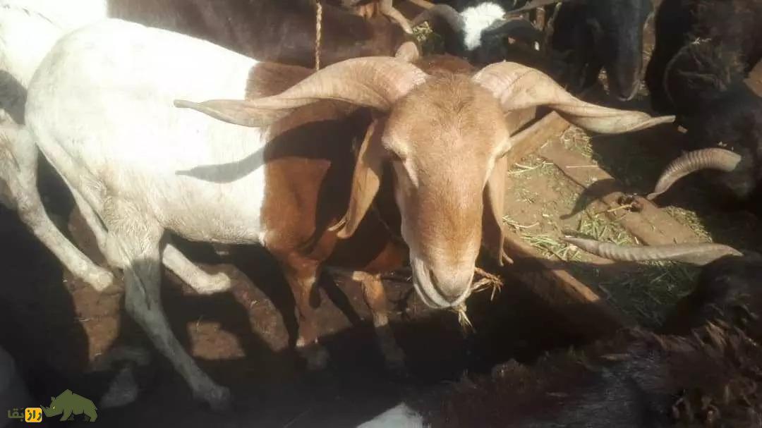 «گوسفند بالی بالی»؛ گوسفند ساحلی آفریقایی که به «پادراز» معروف است «گوسفند بالی بالی»؛ گوسفند ساحلی آفریقایی که به «پادراز» معروف است