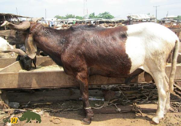 «گوسفند اودا» یا «بالی بالی»؛ گوسفند ساحلی آفریقایی که به «پادراز» معروف است «گوسفند اودا» یا «بالی بالی»؛ گوسفند ساحلی آفریقایی که به «پادراز» معروف است