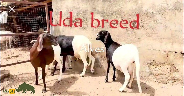 «گوسفند اودا» یا «بالی بالی»؛ گوسفند ساحلی آفریقایی که به «پادراز» معروف است «گوسفند اودا» یا «بالی بالی»؛ گوسفند ساحلی آفریقایی که به «پادراز» معروف است