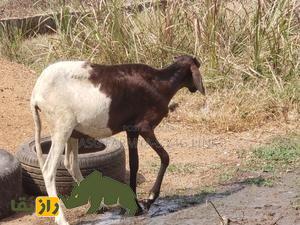 «گوسفند اودا» یا «بالی بالی»؛ گوسفند ساحلی آفریقایی که به «پادراز» معروف است «گوسفند اودا» یا «بالی بالی»؛ گوسفند ساحلی آفریقایی که به «پادراز» معروف است