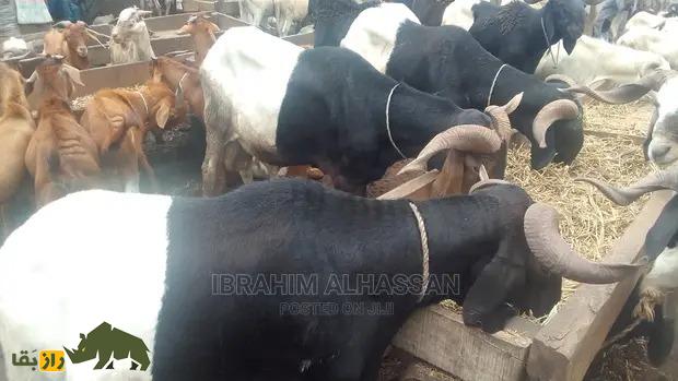 «گوسفند اودا» یا «بالی بالی»؛ گوسفند ساحلی آفریقایی که به «پادراز» معروف است «گوسفند اودا» یا «بالی بالی»؛ گوسفند ساحلی آفریقایی که به «پادراز» معروف است