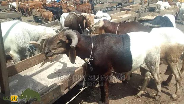 «گوسفند اودا» یا «بالی بالی»؛ گوسفند ساحلی آفریقایی که به «پادراز» معروف است «گوسفند اودا» یا «بالی بالی»؛ گوسفند ساحلی آفریقایی که به «پادراز» معروف است