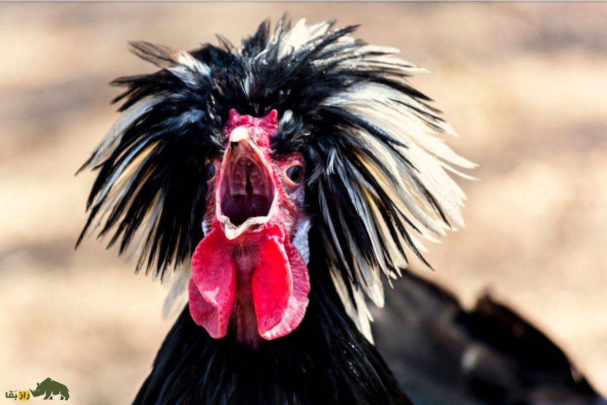 مرغ لهستانی؛ مرغ کاکلدار شگفتانگیزی که گوشتش خوردنی نیست! مرغ لهستانی؛ مرغ کاکلدار شگفتانگیزی که گوشتش خوردنی نیست!