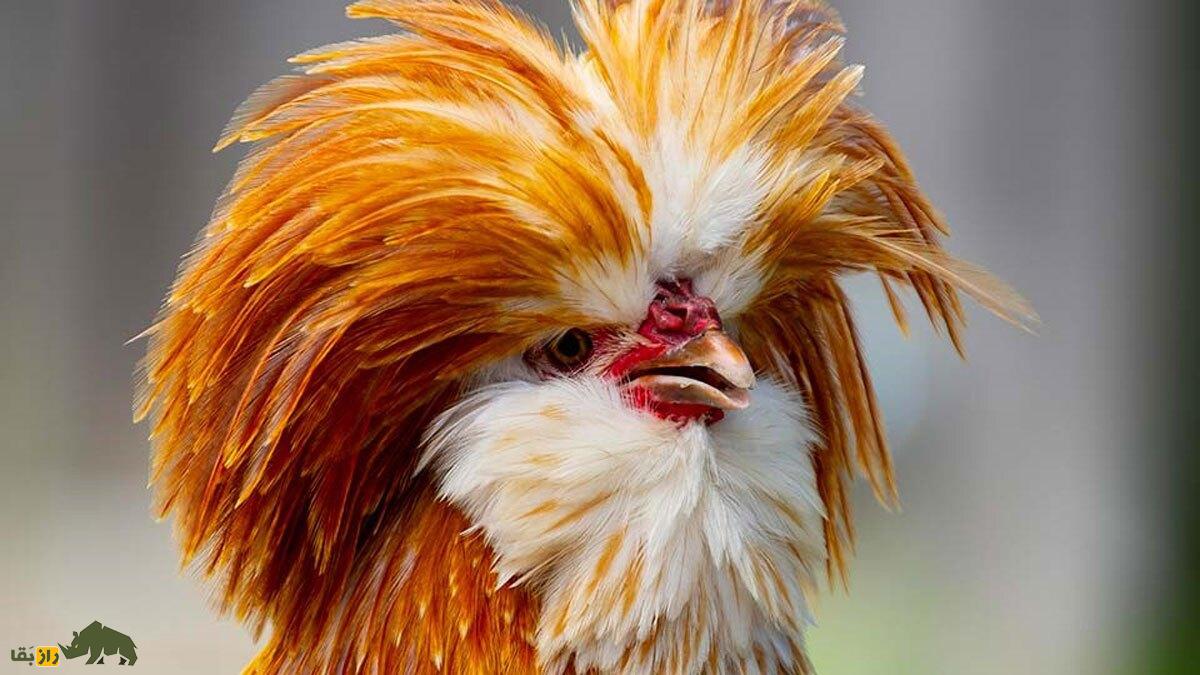 مرغ لهستانی؛ مرغ کاکلدار شگفتانگیزی که گوشتش خوردنی نیست! مرغ لهستانی با کاکل زرد رنگ