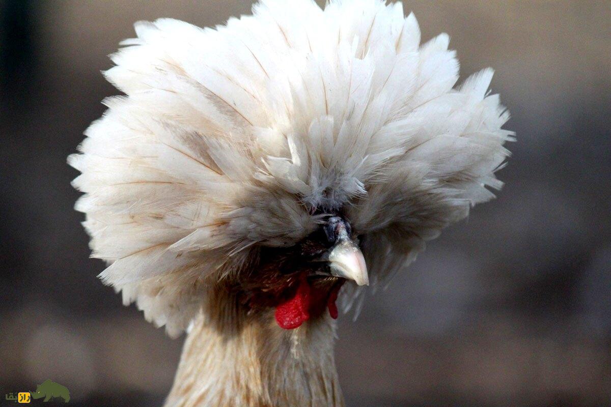 مرغ لهستانی؛ مرغ کاکلدار شگفتانگیزی که گوشتش خوردنی نیست! مرغ لهستانی