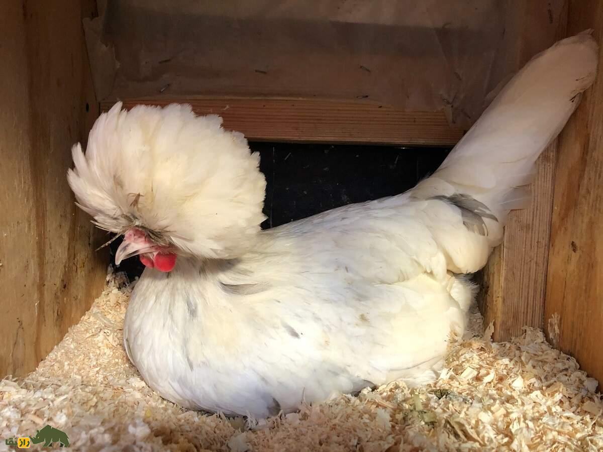 مرغ لهستانی؛ مرغ کاکلدار شگفتانگیزی که گوشتش خوردنی نیست! مرغ لهستانی