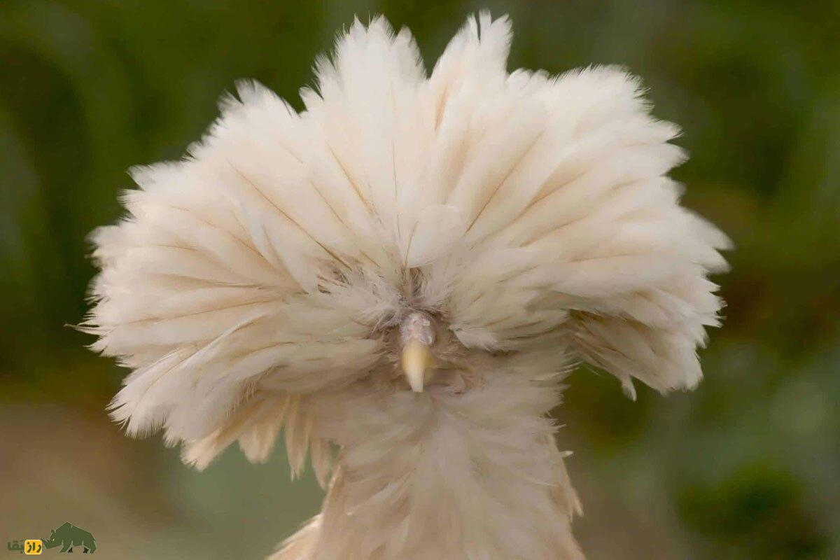 مرغ لهستانی؛ مرغ کاکلدار شگفتانگیزی که گوشتش خوردنی نیست! مرغ لهستانی؛ مرغ کاکلدار شگفتانگیزی که گوشتش خوردنی نیست!