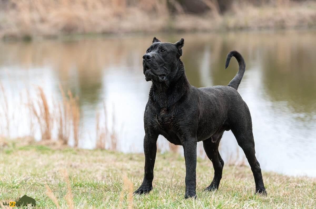پرِسا کاناریو؛ سگ قدرتمند و غضلانی اسپانیایی که مردم استرالیا و نیوزیلند از آن وحشت دارند