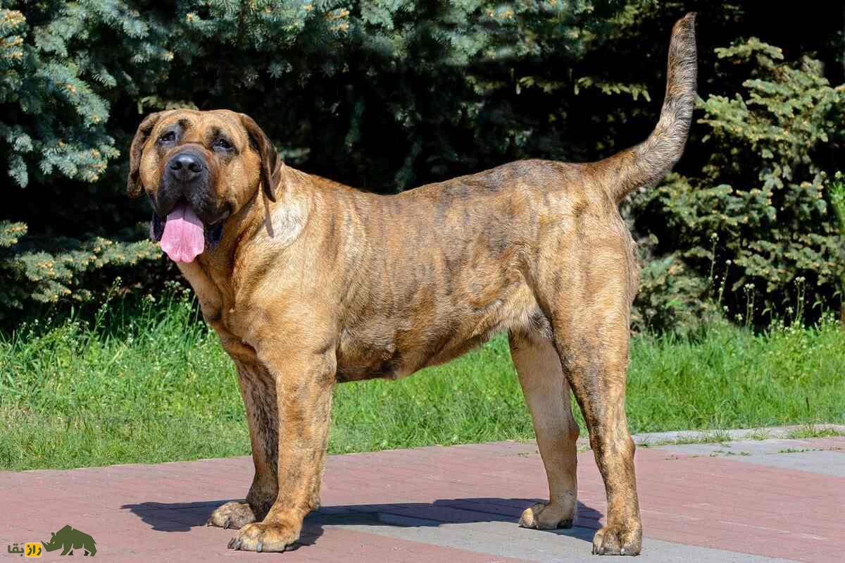 پرِسا کاناریو؛ سگ قدرتمند و غضلانی اسپانیایی که مردم استرالیا و نیوزیلند از آن وحشت دارند