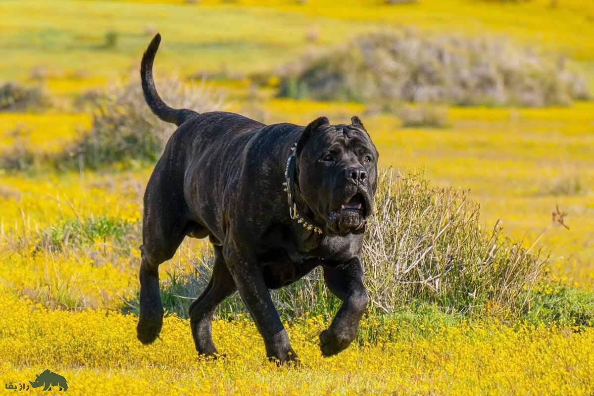 پرِسا کاناریو؛ سگ قدرتمند و غضلانی اسپانیایی که مردم استرالیا و نیوزیلند از آن وحشت دارند