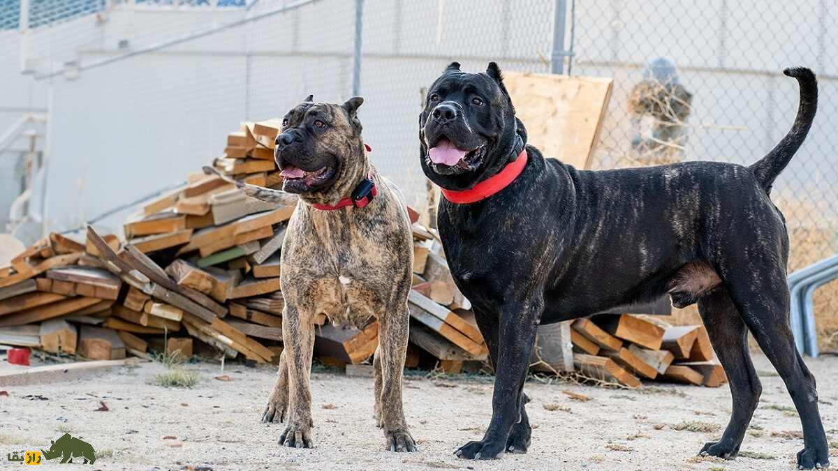 پرِسا کاناریو؛ سگ قدرتمند و غضلانی اسپانیایی که مردم استرالیا و نیوزیلند از آن وحشت دارند