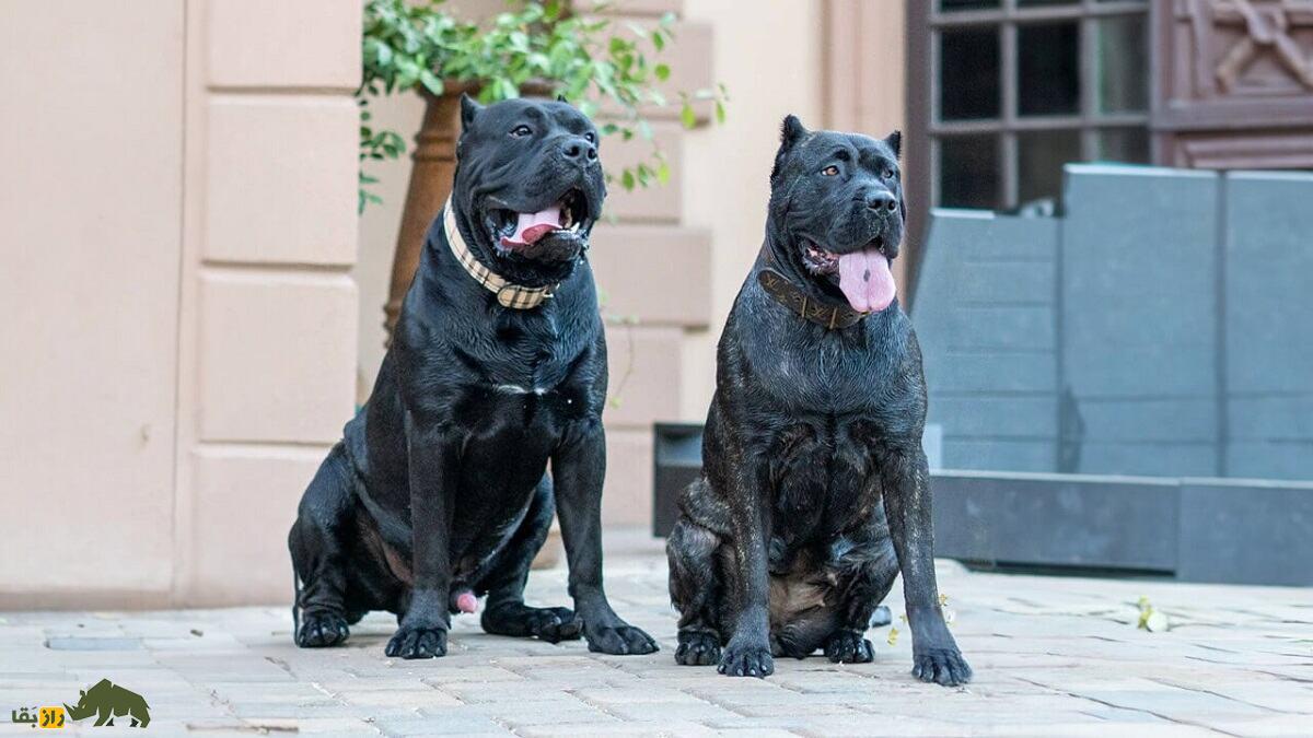 پرِسا کاناریو؛ سگ قدرتمند و غضلانی اسپانیایی که مردم استرالیا و نیوزیلند از آن وحشت دارند