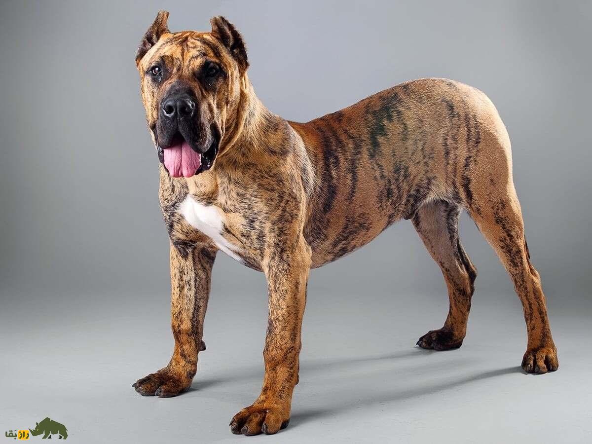 پرِسا کاناریو؛ سگ قدرتمند و غضلانی اسپانیایی که مردم استرالیا و نیوزیلند از آن وحشت دارند