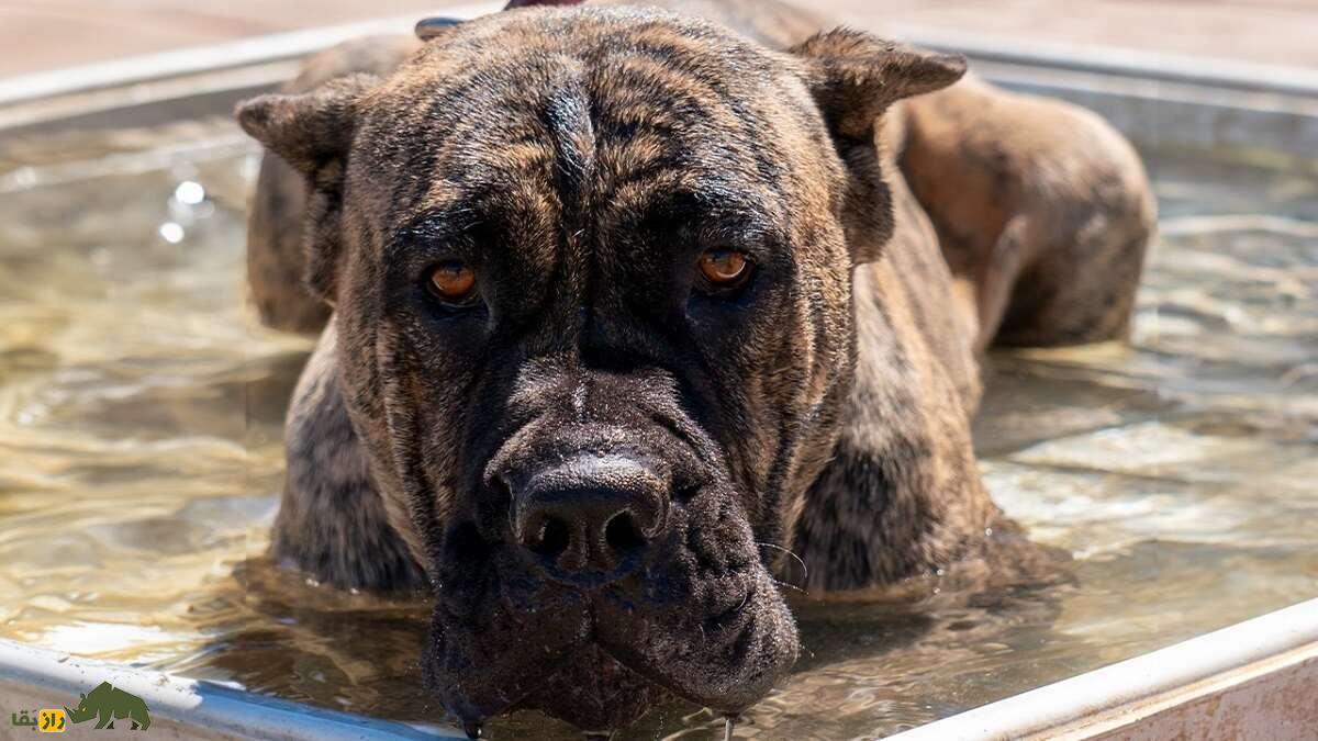 پرِسا کاناریو؛ سگ قدرتمند و غضلانی اسپانیایی که مردم استرالیا و نیوزیلند از آن وحشت دارند