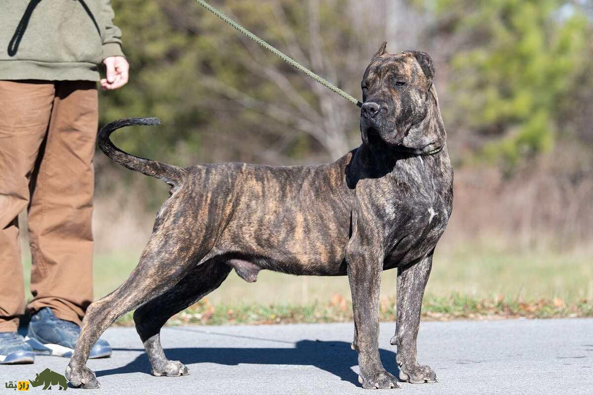 پرِسا کاناریو؛ سگ قدرتمند و غضلانی اسپانیایی که مردم استرالیا و نیوزیلند از آن وحشت دارند