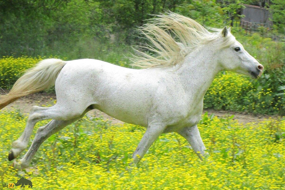 دویدن اسب کاسپین در چمن زار سر سبز