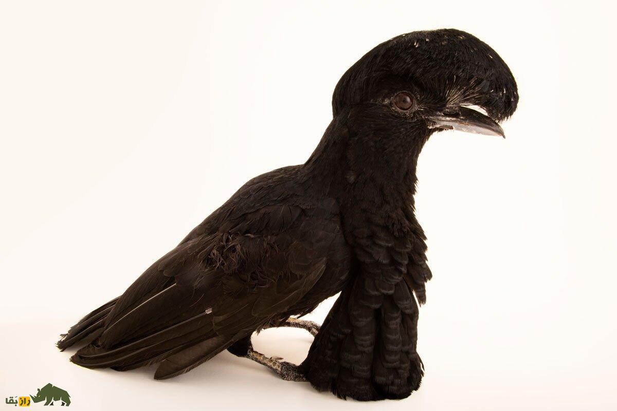 مرغ چتری غبغب‌دراز؛ متفاوت‌ترین پرنده جهان که غبغب‌اش ۳۵ سانتیمتر است