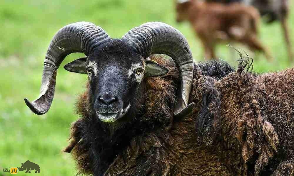 گوسفند سوای؛ گوسفند اسکاتلندی که کوچکترین و وحشیترین گوسفند دنیاست گوسفند سوای؛ گوسفند اسکاتلندی که کوچکترین و وحشیترین گوسفند دنیاست