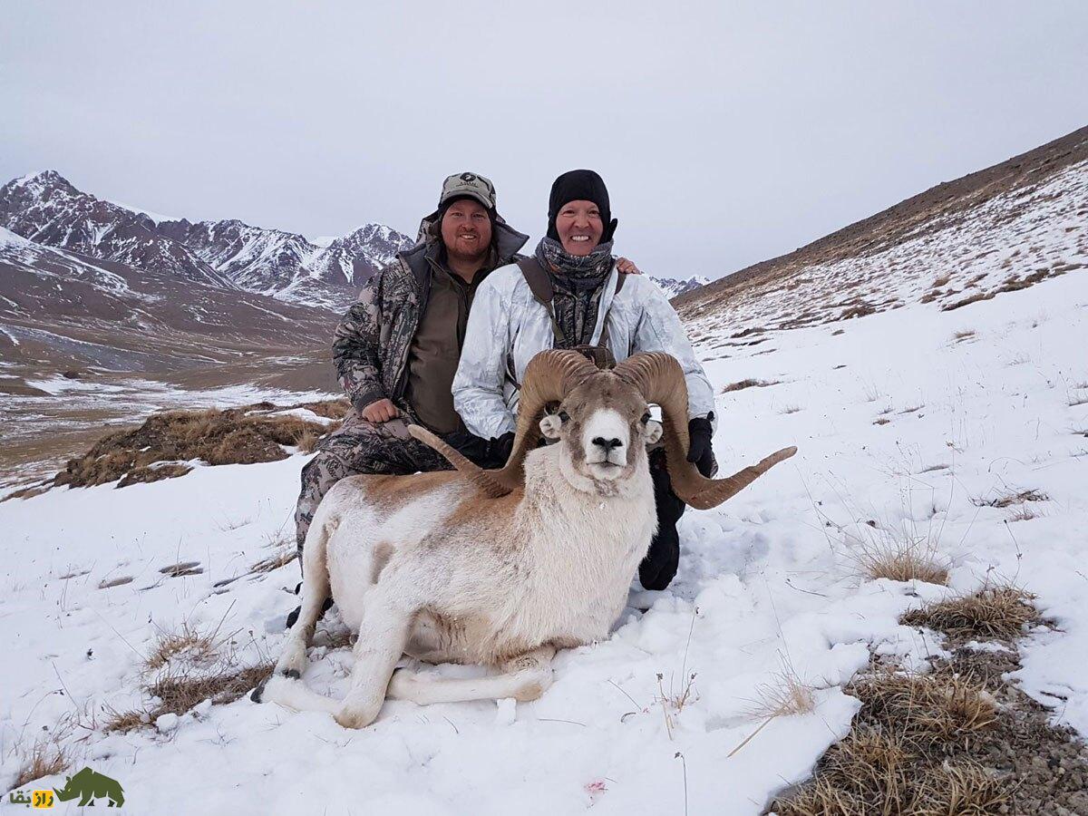 غرم پامیری یا گوسفند مارکوپولو؛ باشکوه‌ترین گوسفند افغانستان و جهان که آمریکایی‌ها برای شاخ آن ۳ میلیارد پول می‌دهند
