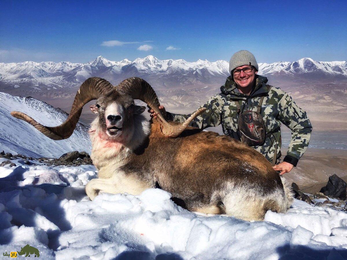 غرم پامیری یا گوسفند مارکوپولو؛ باشکوه‌ترین گوسفند افغانستان و جهان که آمریکایی‌ها برای شاخ آن ۳ میلیارد پول می‌دهند