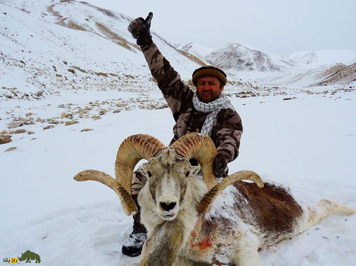 غرم پامیری یا گوسفند مارکوپولو؛ باشکوه‌ترین گوسفند افغانستان و جهان که آمریکایی‌ها برای شاخ آن ۳ میلیارد پول می‌دهند