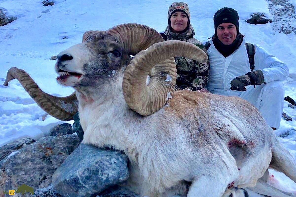 غرم پامیری یا گوسفند مارکوپولو؛ باشکوه‌ترین گوسفند افغانستان و جهان که آمریکایی‌ها برای شاخ آن ۳ میلیارد پول می‌دهند