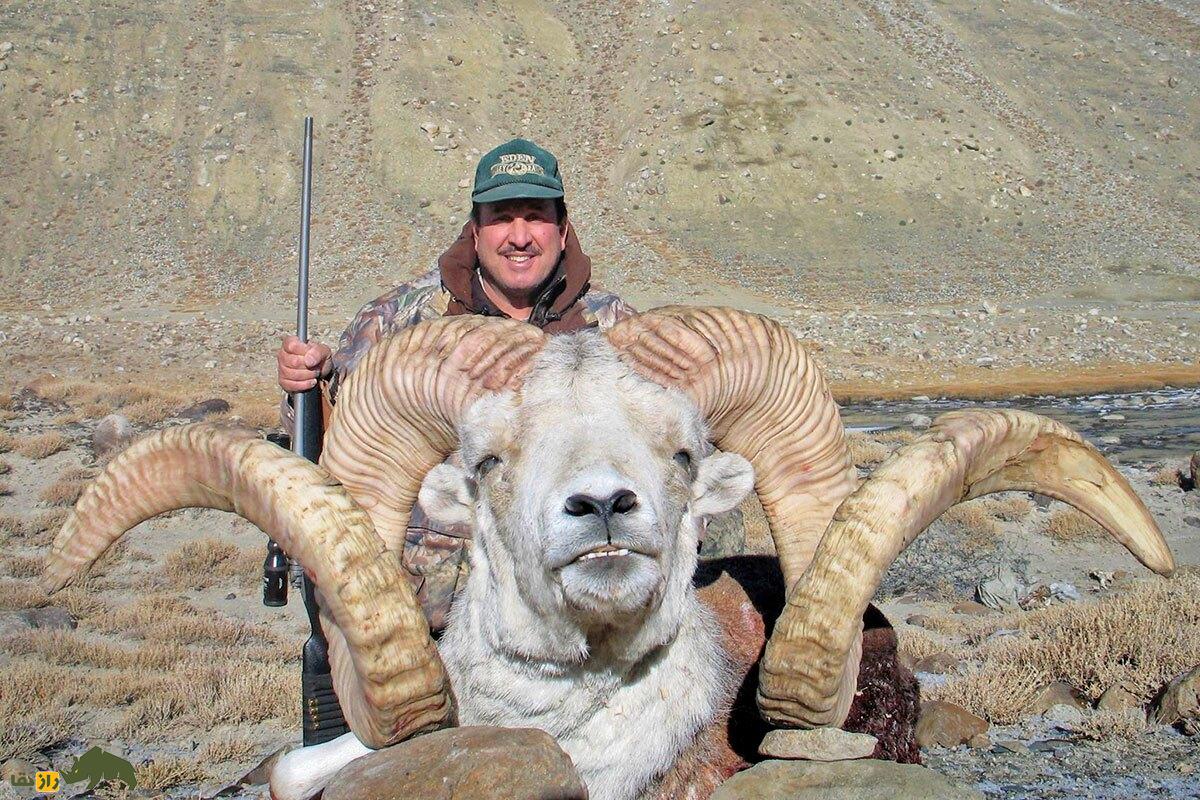 غرم پامیری یا گوسفند مارکوپولو؛ باشکوه‌ترین گوسفند افغانستان و جهان که آمریکایی‌ها برای شاخ آن ۳ میلیارد پول می‌دهند